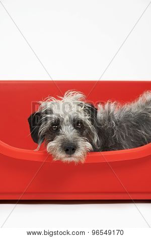 Studio Shot Of Pet Lurcher Lying In Red Dog Bed