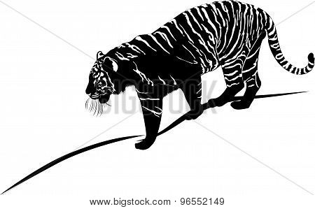 tiger