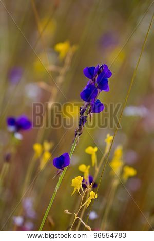 Tricularia Delphinioides Thorel Ex Pellegr