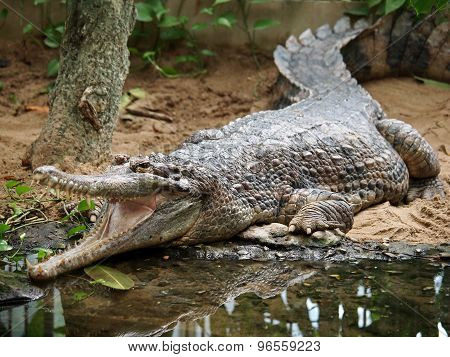 Tomistoma Schlegelii