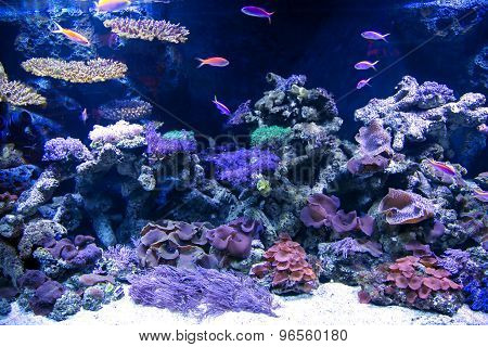 Tropical underwater life in a aquarium