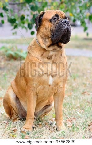 Pet Large Red Dog Bullmastiff