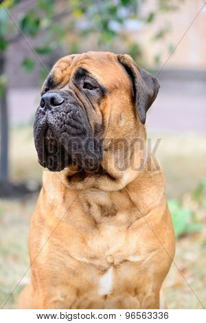 Portrait Dog Bullmastiff