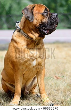 Pet Large Red Dog Bullmastiff