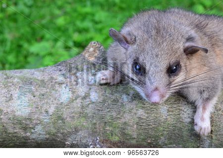Dormouse On Branch