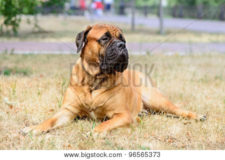 Pet Large Red Dog Bullmastiff