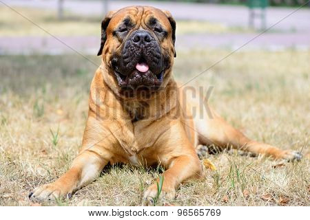 Pet Large Red Dog Bullmastiff