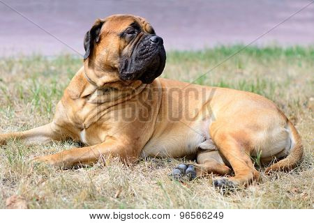 Pet Large Red Dog Bullmastiff