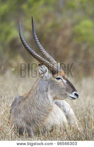 Portrait Of A Waterbuck