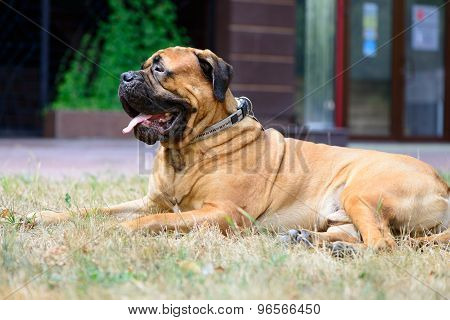 Pet Large Red Dog Bullmastiff