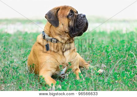 Pet Large Red Dog Bullmastiff