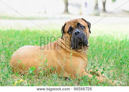Pet Large Red Dog Bullmastiff