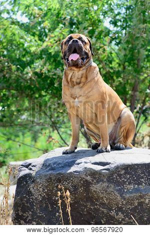 Pet Large Red Dog Bullmastiff