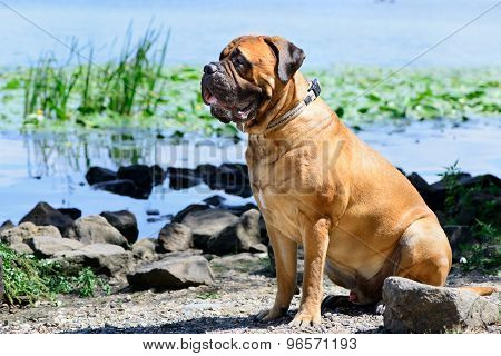 Pet Bullmastiff Dog