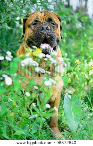 Pet Bullmastiff Dog