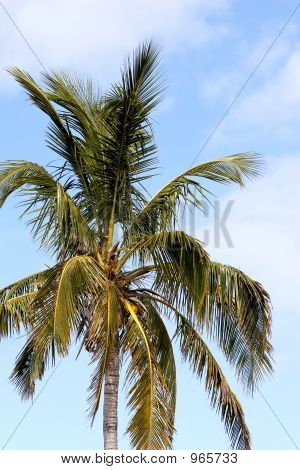 Palmera