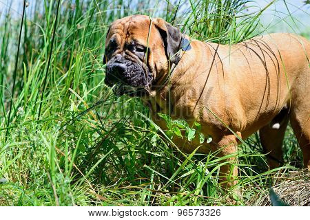 Pet Bullmastiff Dog