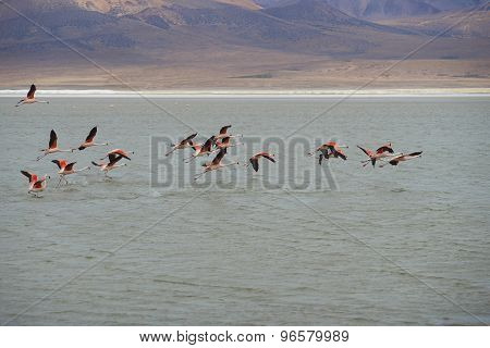 Chilean Flamingos in Flight
