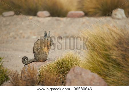Mountain Viscacha