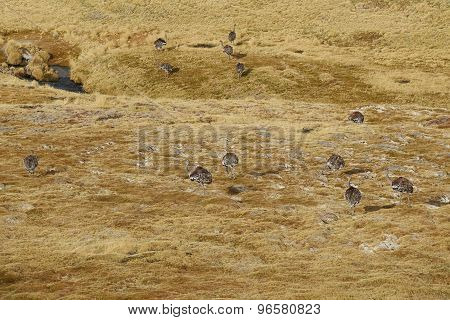 Group of Rhea on the Altiplano