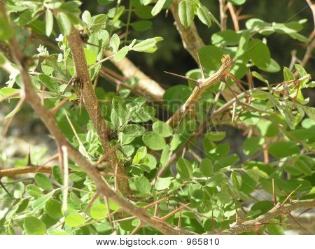 Robinia Neomexicana