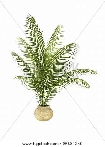 Palm Plant