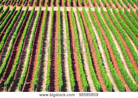 Rows Of Grape Vines