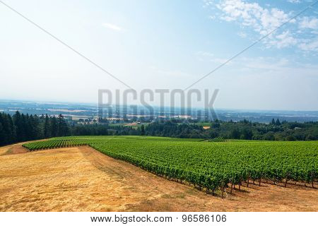 Vineyard And Willamette Valley