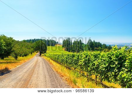 Vineyard In Rural Oregon