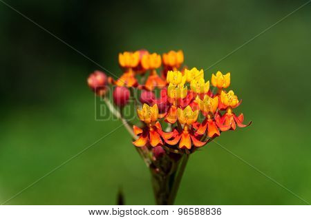 Asclepias Curassavica Flower