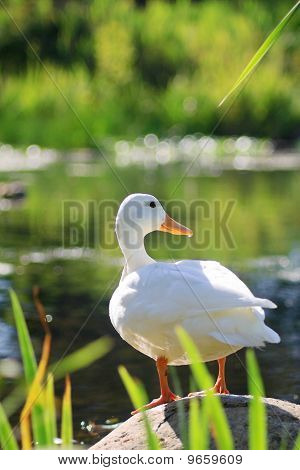 Pure White Duck On A Bright Summer Day