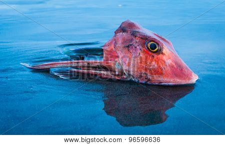 Red Fish Head