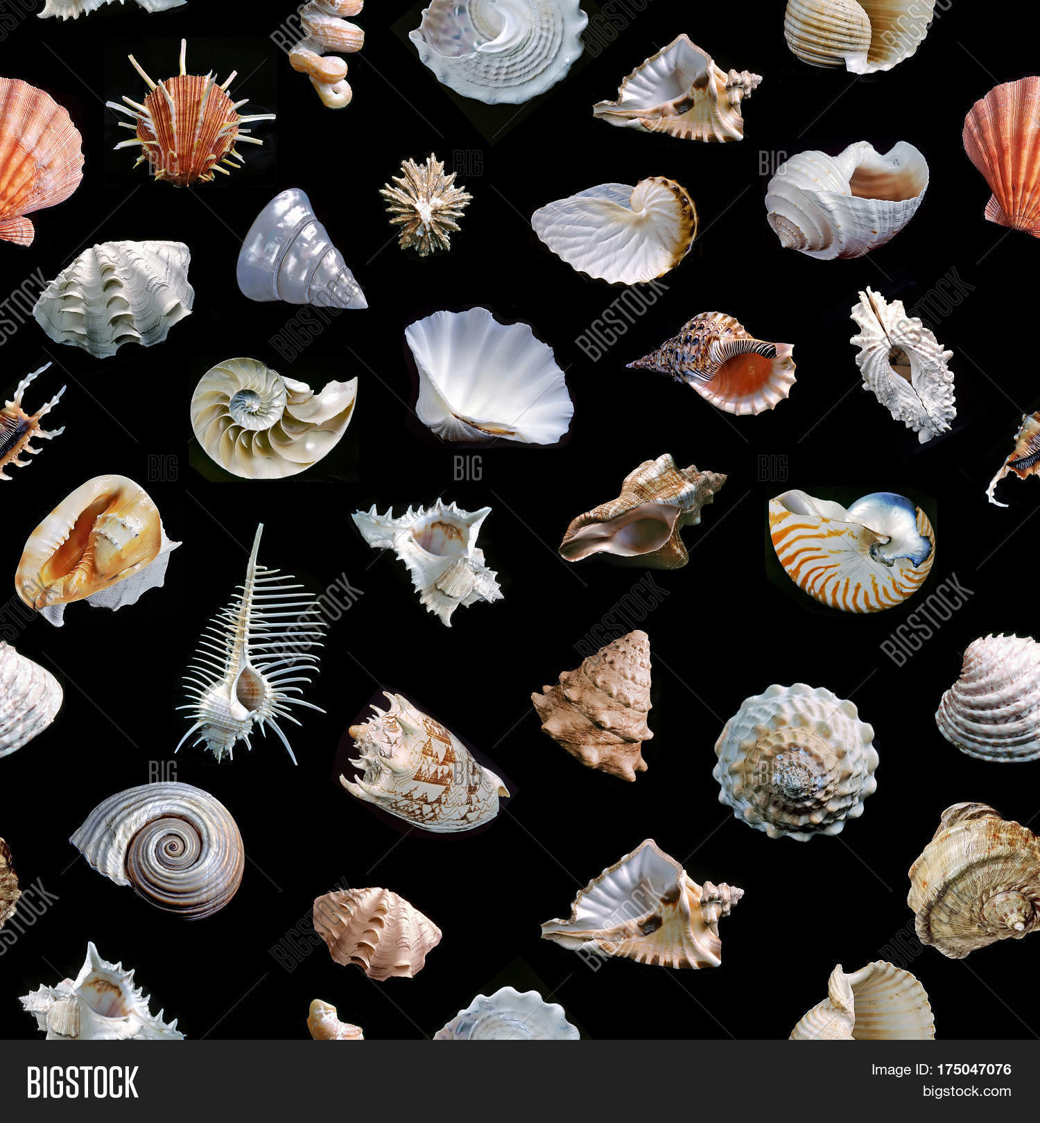 Seamless Shells On Image & Photo (Free Trial) Bigstock