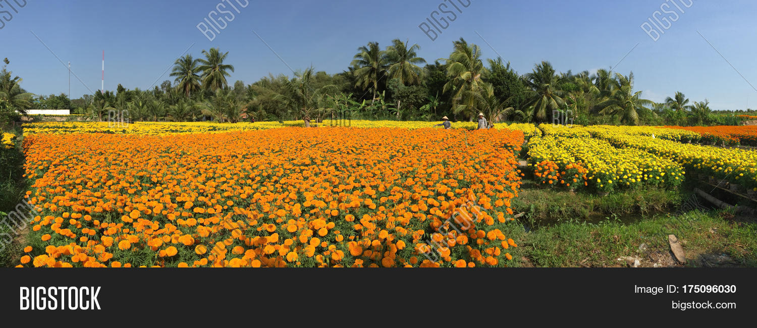 Flower Plantation Image & Photo (Free Trial) Bigstock
