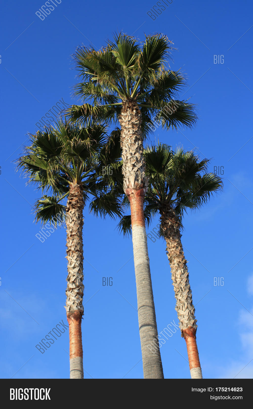 Three Pismo Beach Palm Image & Photo (Free Trial) Bigstock