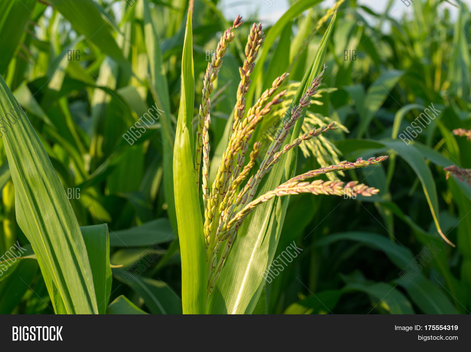 Blooming Maize (Zea Image & Photo (Free Trial) Bigstock