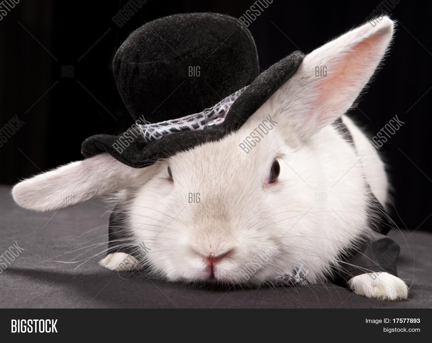 Portrait Cute Rabbit Image & Photo (Free Trial) | Bigstock