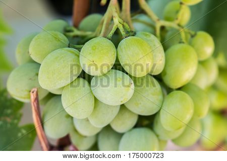 White wine bunched of grapes background in sunlight. Grspe's leaf