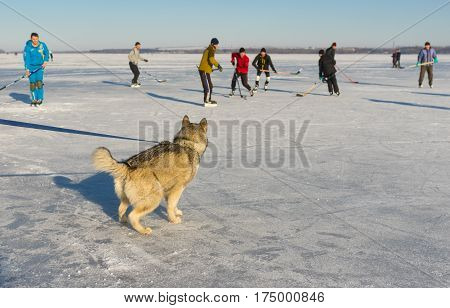 Dnepr Ukraine - January 22, 2017: Young Alaskan Malamute watching with interest hockey game on a frozen river Dnepr in Dnepr city, Ukraine at January 22,2017
