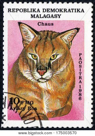 UKRAINE - CIRCA 2017: A stamp printed in Malagasy Madagascar shows Swamp cat Chaus Ariary Roa circa 1986