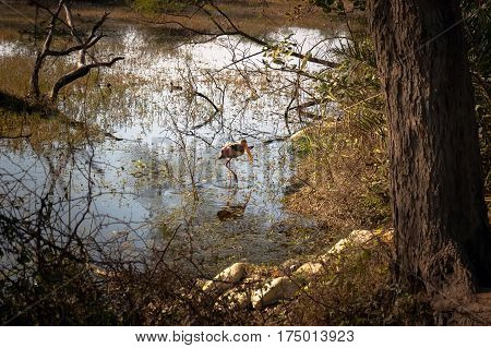 White Egret wading in the lake and hunting.
