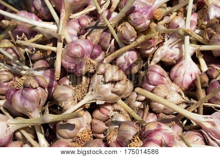 Background of raw garlic in food market.