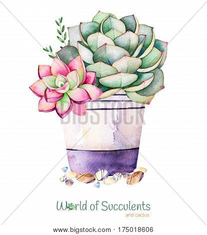 Watercolor handpainted succulent plant in pot and pebble stone.