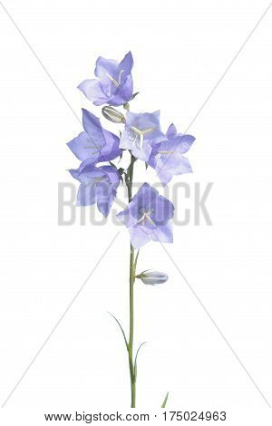 Peach-leaved bellflowe (Campanula persicifolia) isolated on white background