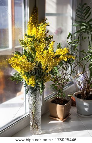 Mimosa Bouquet (Acacia dealbata) on the windowsill. Sunny day. Lateral light. Spring flowers.
