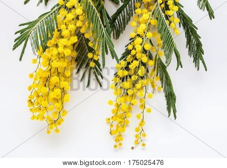 Flowering branches of Mimosa (acacia dealbate). Spring yellow flowers. Isolated on white background. Flat view.