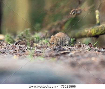Bank Vole (mouse) Foraging On Forest Ground.