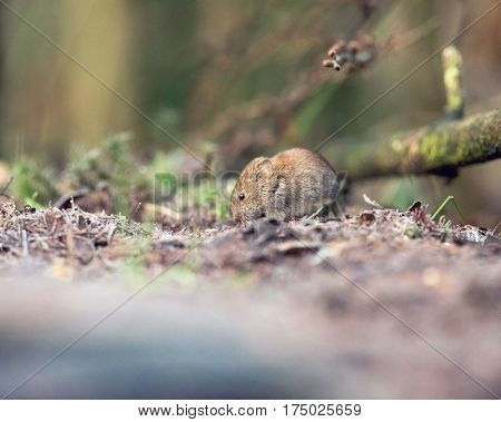 Bank Vole (mouse) Foraging On Forest Ground.