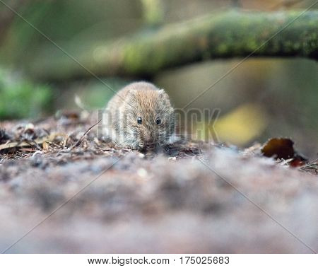 Bank Vole (mouse) Foraging On Forest Ground.