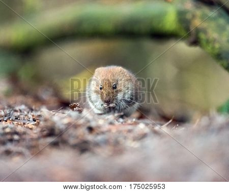 Bank Vole (mouse) Foraging On Forest Ground.